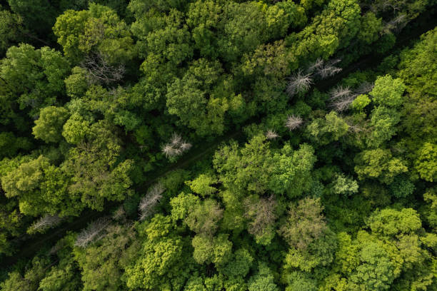 istock panoramic view of the green forest (aerial) 1494244991