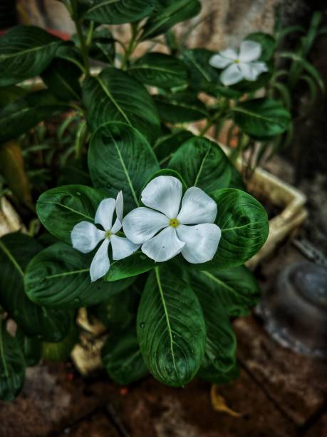istock Defocused abstract background of a white flower. 1494245122