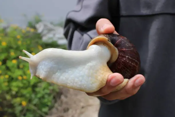 Giant African land snail in young man's hand