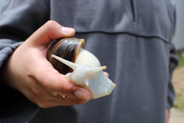 istock Giant Snail in Hand 1494245500