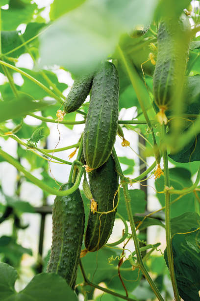 istock seedling cucumber , gardening 1494247792
