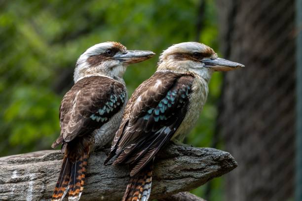 Two Australian kookaburras perched atop a wooden log in a lush green forest