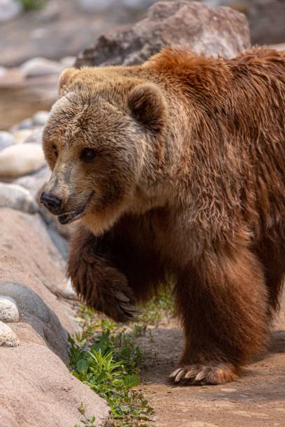 istock Imposing brown bear strides across a rocky terrain 1494248867