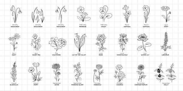 illustrations, cliparts, dessins animés et icônes de mois de naissance fleurs - fleur de pavot plante