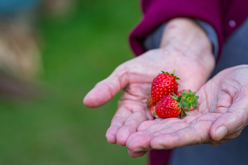 Close-up Of Strawberries on hands senior woman.