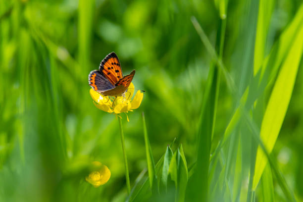 Ducat butterfly, Summer in the Eifel,Germnay.