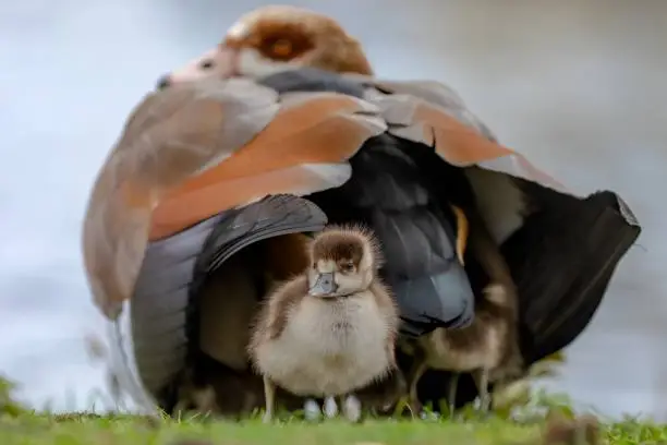 Germany, Munich, Close up of goosander covering chicks. A duckling under a bird