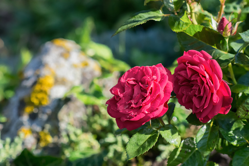 Red color roses in flower garden , planted  flowers in rokery, floriculture and gardening concept