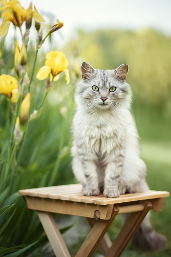 Photo of a fluffy cat near yellow irises.