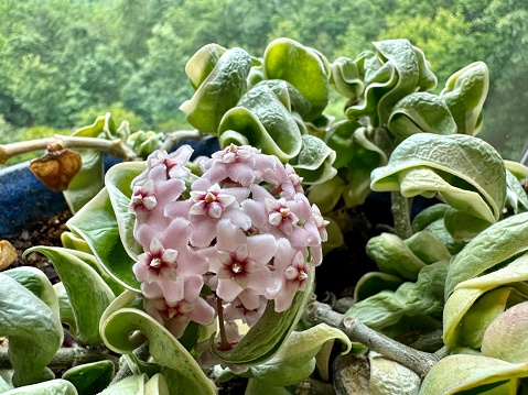 Hoya Flower, Wax Plant
