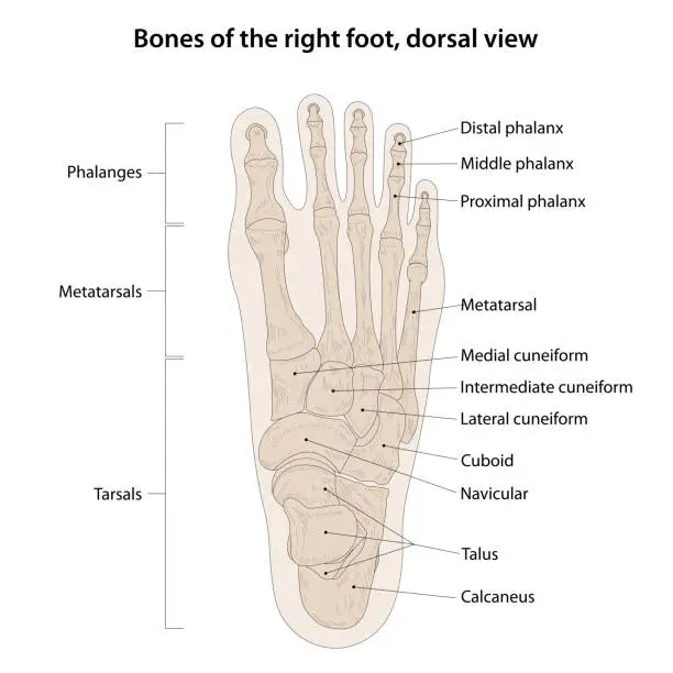 Vector illustration of Bones of the right foot, dorsal view.