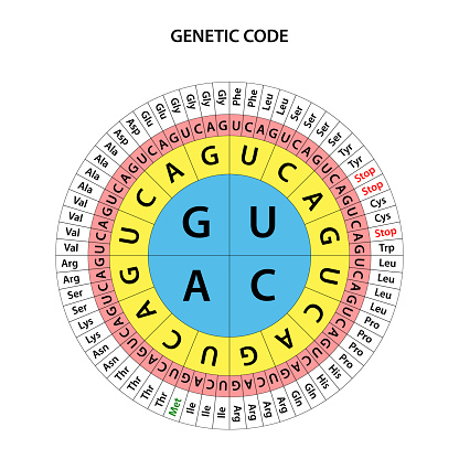 Genetic Code Rac La Tabella Del Codice Genetico - Immagini vettoriali stock e altre ...