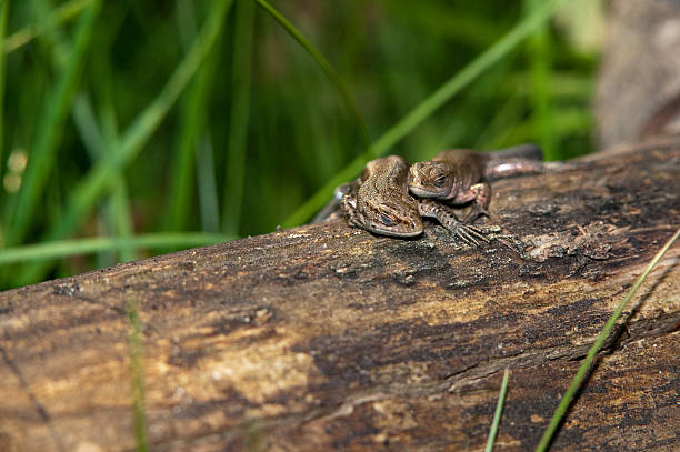 istock Viviparous lizard on the trunk 149425249