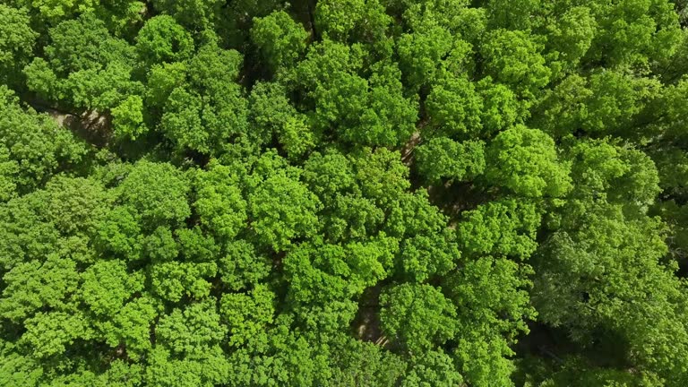 Flight over Beech Forest in Springtime