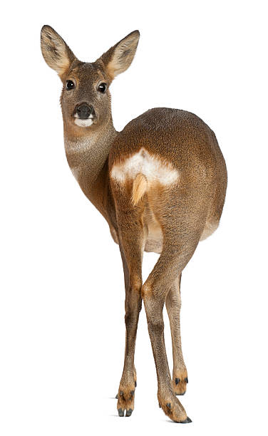 istock European Roe Deer, 3 years old, standing 149425317