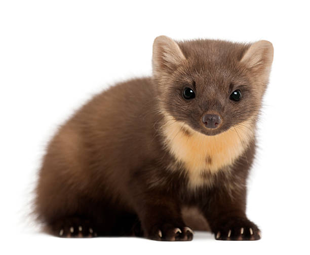 istock European Pine Marten, 4 years old, sitting 149425360