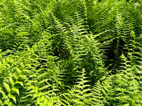 Ferns at Prince William Forest Park