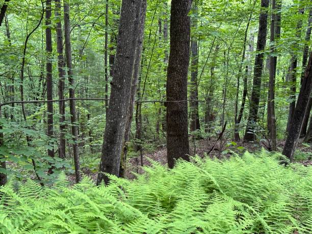 istock Wilderness Battlefield, Virginia 1494255583