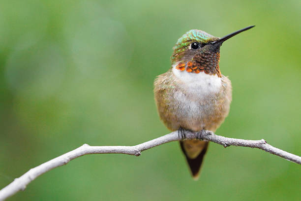 Beija-flor - foto de acervo