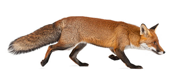 Red fox walking on white background Red fox, Vulpes vulpes, 4 years old, walking against white background red fox photos stock pictures, royalty-free photos & images