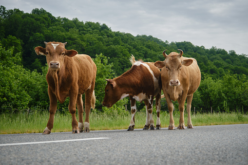 Herd on the road in Russian village in mountains. Agriculture industry concept. Three Brown and red cows stay on road in summer. Front Wide angle view.