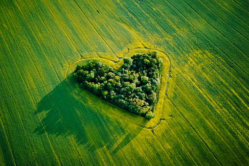 Heart in narure. Landscape with heart shape trees in rapeseed field, aerial view