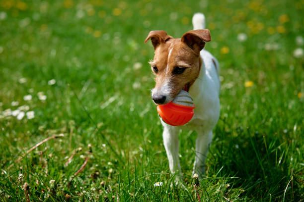 istock Active dog playing with toy ball on green grass. Pet walking in park 1494257587