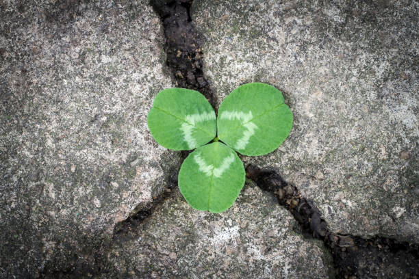 A green plant in a crack in the asphalt. Clover leaves make their way through the asphalt.