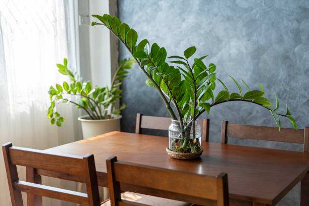 Home plants care concept. Zamioculcas Zamiifolia or ZZ Plant in white flower pot stands on a wooden stand for flowers in the living room against stock photo