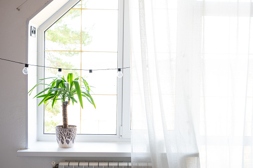 Yuca de planta en maceta de interior en el alféizar de la ventana en la ventana trapezoidal en el ático de la casa. Confort y hogar, minimalismo photo