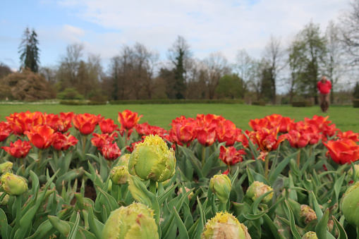 Scenic Dominion Arboretum of Ottawa in spring (panaromic aspect ratio)