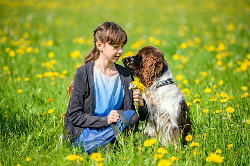 Dog (English Springer Spaniel) with a 11 year old girl holding a bunch of flowers in a flower meadow with blooming dandelions.