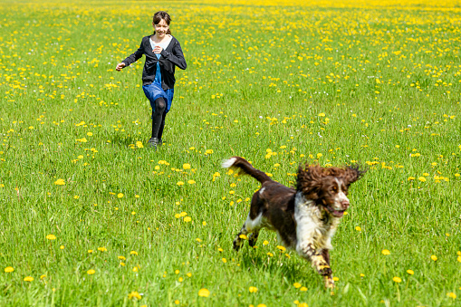 Girl and a dog (English Springer Spaniel) running in a flower meadow, selective focus on girl