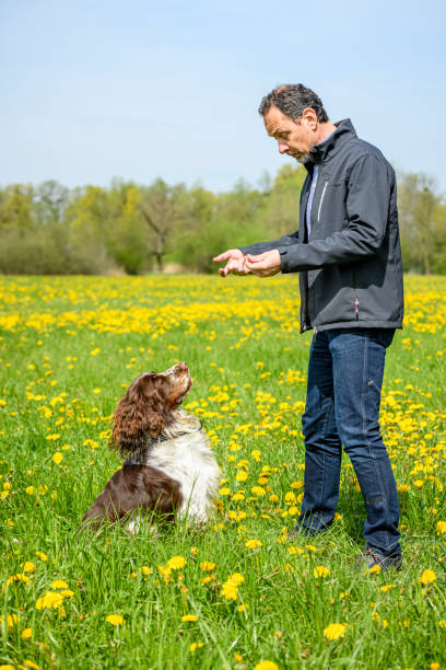 istock Man training the dog in a meadow 1494261147