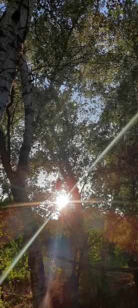istock The sunlight filters through the branches of the trees. 1494261988