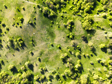 Aerial drone view. Green meadows with trees. Sunny summer day.