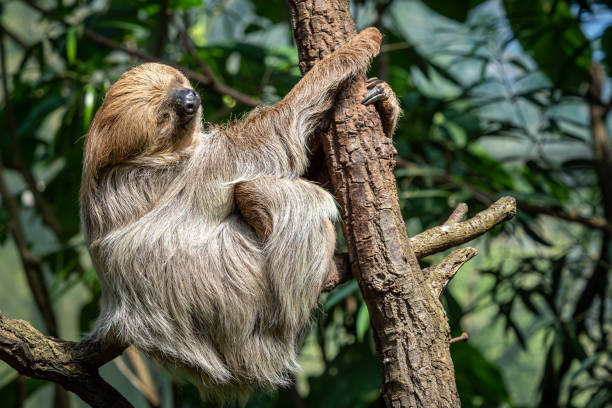 istock Relaxed sleepy Linnaeus's two-toed sloth, Choloepus didactylus 1494262323