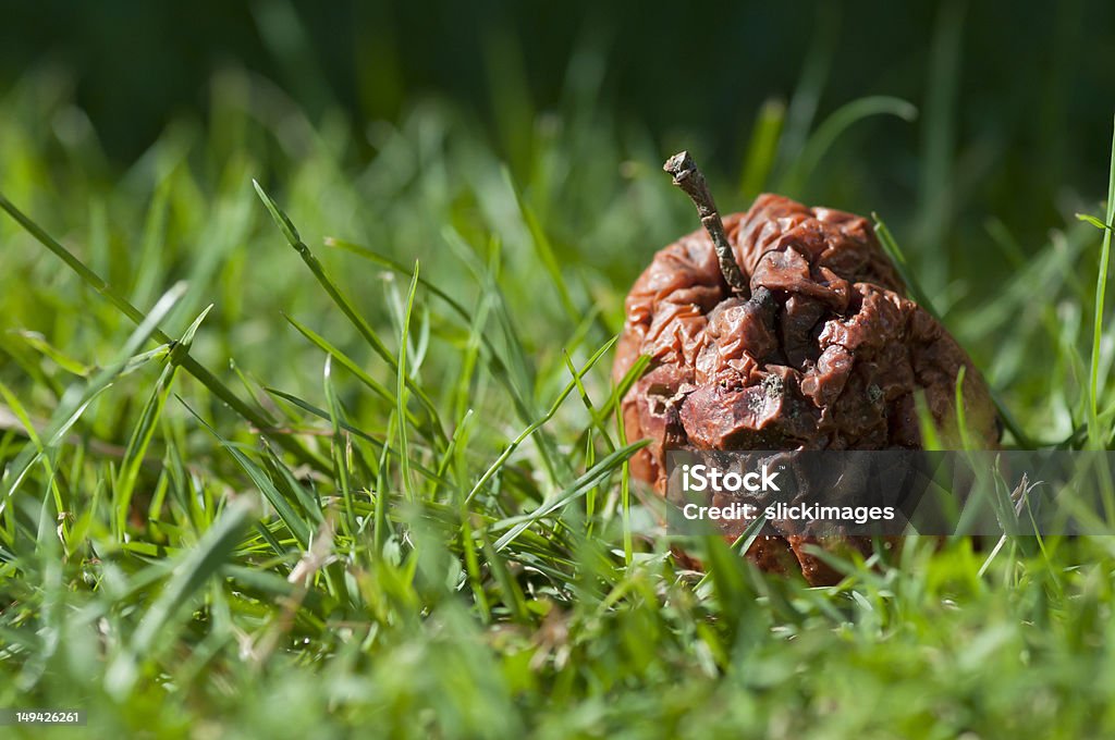 One bad apple rots in green grass rotten apple discarded and decaying in the long green grass Bad Apple Stock Photo