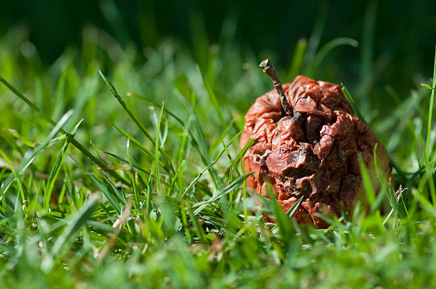 One bad apple rots in green grass rotten apple discarded and decaying in the long green grass rotting apple fruit wrinkled stock pictures, royalty-free photos & images