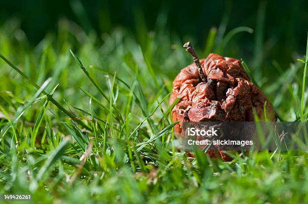 One Bad Apple Rots In Green Grass Stock Photo - Download Image Now - Bad Apple, Apple - Fruit, Falling