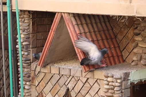 Pigeon peek-a-boo: When birds play hide and seek