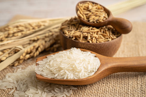 istock Jasmine white rice with gold grain from agriculture farm. 1494263142