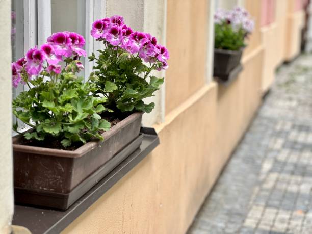 istock flowers on windowsill of a house 1494265009