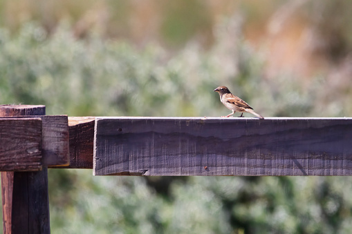 Photo of a small sparrow on a fence.