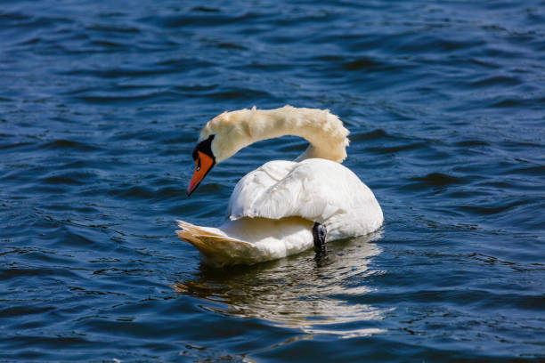 istock beautiful white swan floating on calm water 1494265101