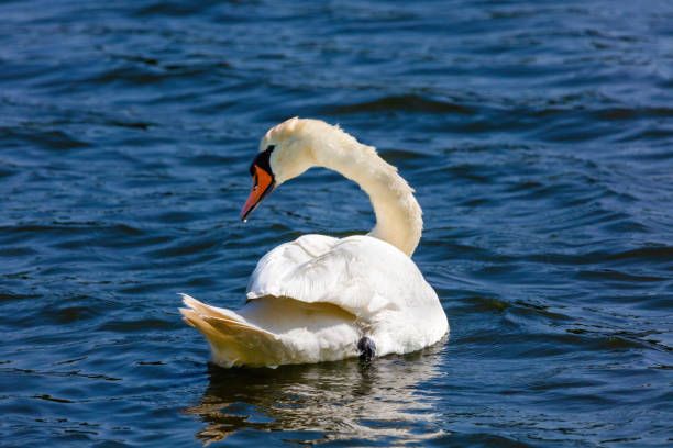 istock beautiful white swan floating on calm water 1494265275