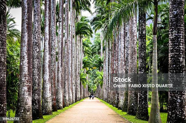 Palm Tree Foto de stock y más banco de imágenes de Río de Janeiro - Río de Janeiro, Jardín Botánico, Color - Tipo de imagen