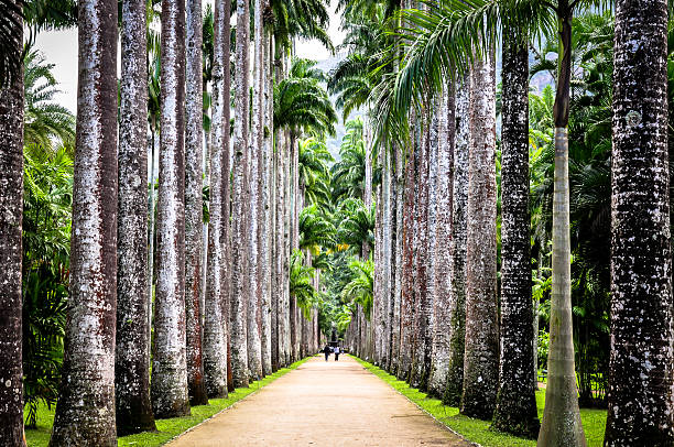 Palm Tree A path surrounded by Palm Trees. botanical garden photos stock pictures, royalty-free photos & images