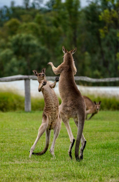 istock Skirmish Down Under: Battle of the Kangaroos 1494267663