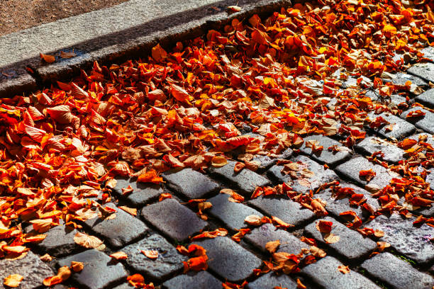 Autumn leaves on the cobblestone . Fall leaves on the street